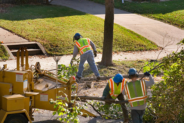 The Steps Involved in Our Tree Care Process in Roanoke Rapids, NC